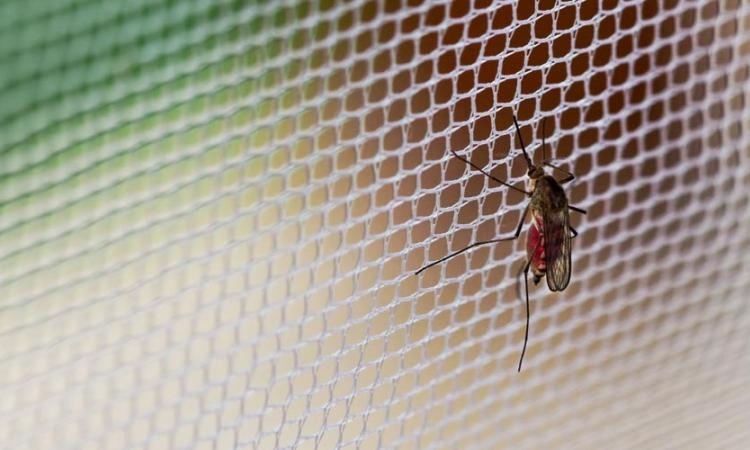 Dicas para evitar proliferação de mosquitos e outros insetos